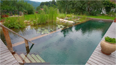 Why having a "Green" swimming pool is a good thing!